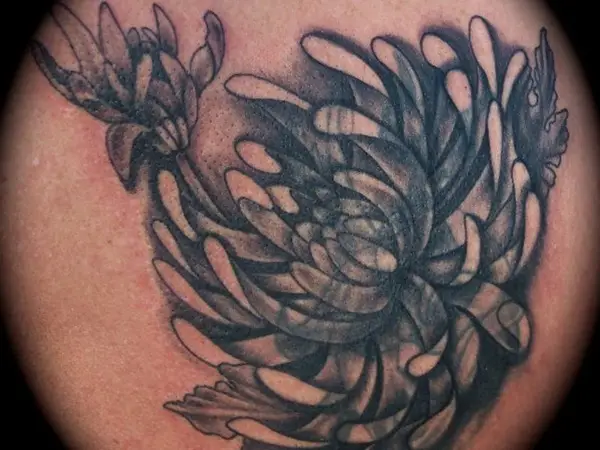 Shaded Chrysanthemum