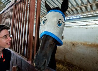 25 Funny Horse Pictures Which Will Make You Laugh