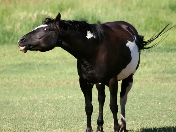 Black Coffee Horse