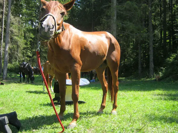 Natural Fun Horse