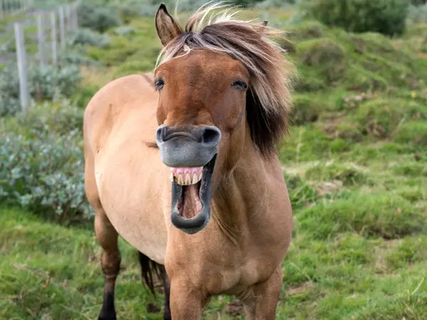 The Happy Horse