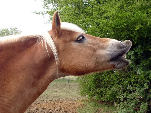 Horse Profile