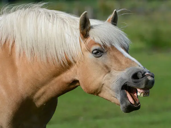 Laughing Horse