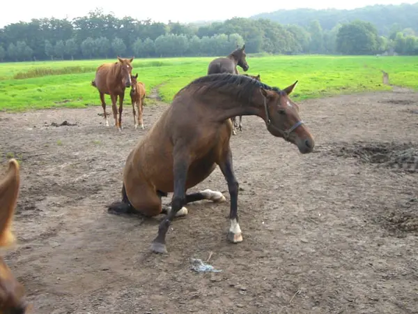 Valley Of Horses