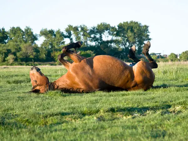 Fun Horse Time