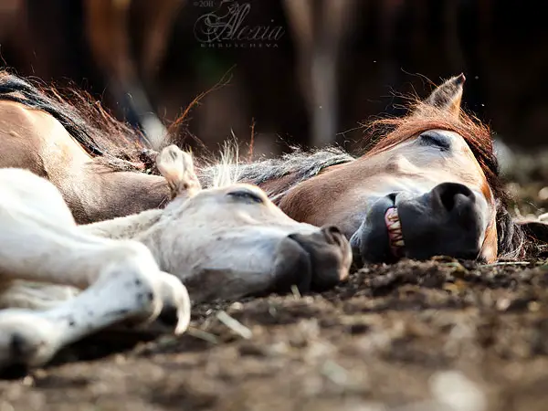 Sleeping Horses