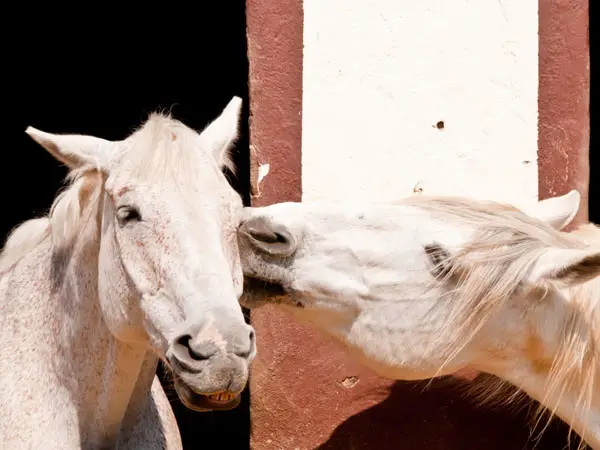 Horses Having Fun