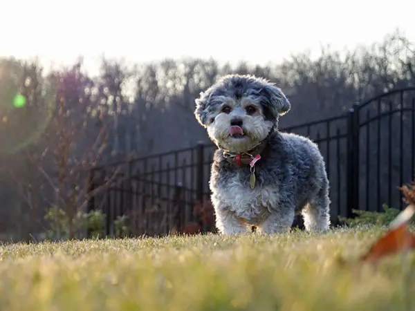 Tongue Out Yorkie Poo Picture