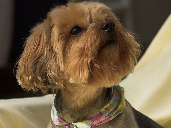 do yorkie poos get along with dogs