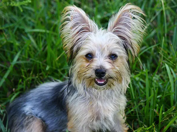 do yorkies have big ears