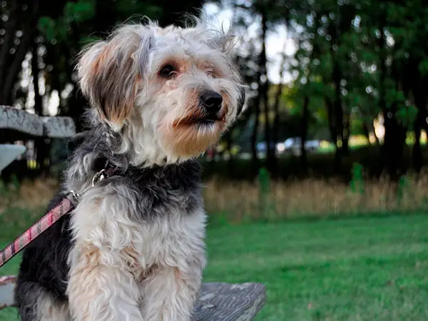 Baby Yorkie Poo