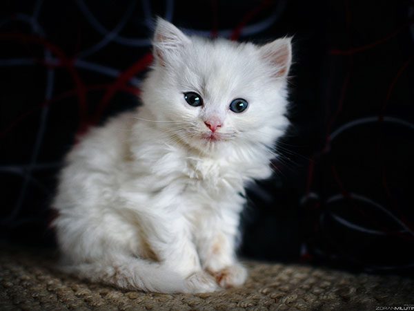 cute-little-white-kitty