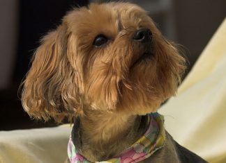 25 Marvelous Yorkie Poo Pictures