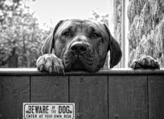 25 Funny Dog Pictures With Captions