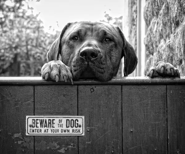 25 Funny Dog Pictures With Captions