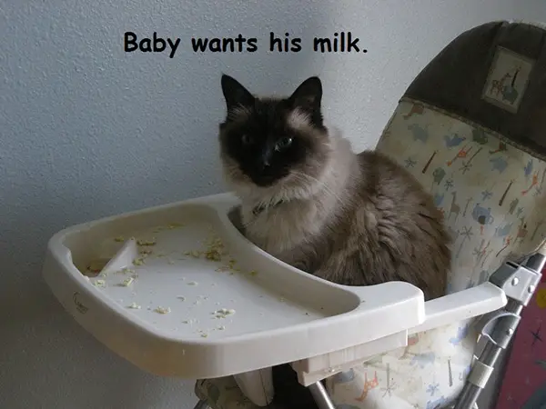 Baby Milk