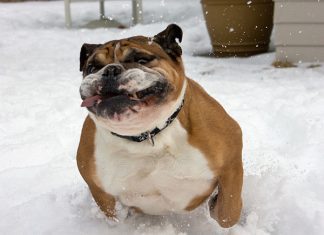 45 Funny Dog Pictures Which Will Bring Smile On Your Face