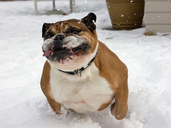45 Funny Dog Pictures Which Will Bring Smile On Your Face