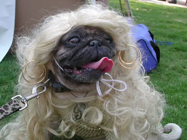 Funny Diva Pug