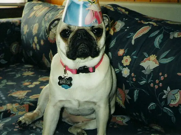 Happy Birthday Pug