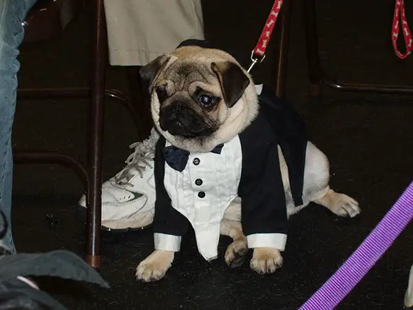 Formally Funny Pug