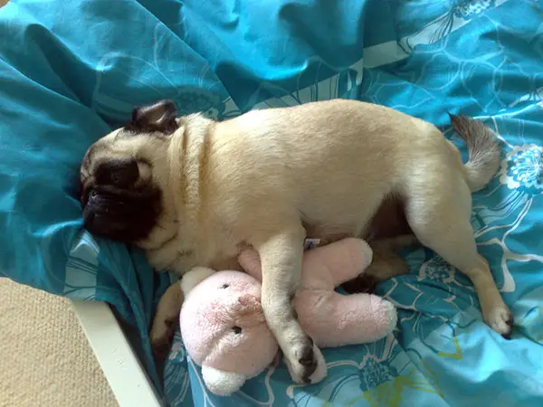 Pug Toy