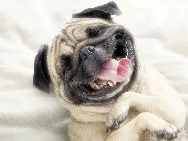 pugs making funny faces