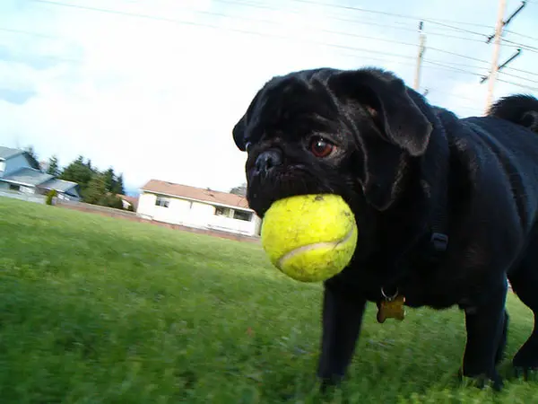 Happy Ball Play