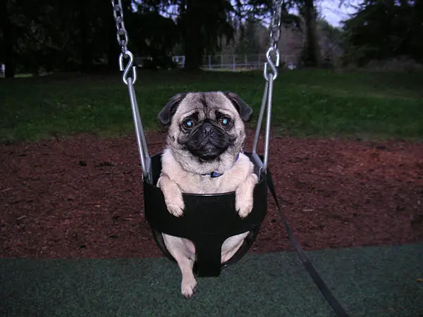 Funny On The Swing