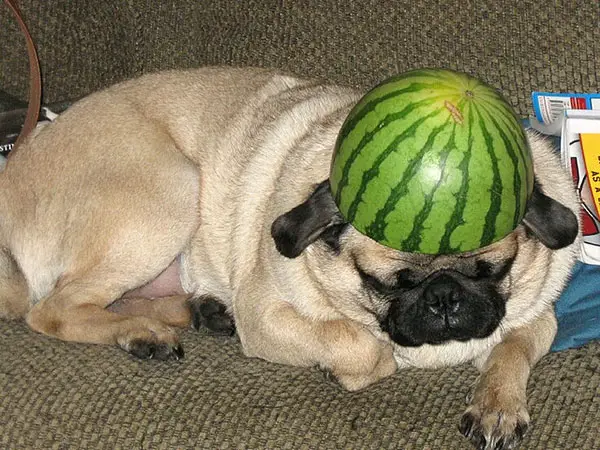 Melonic Pug