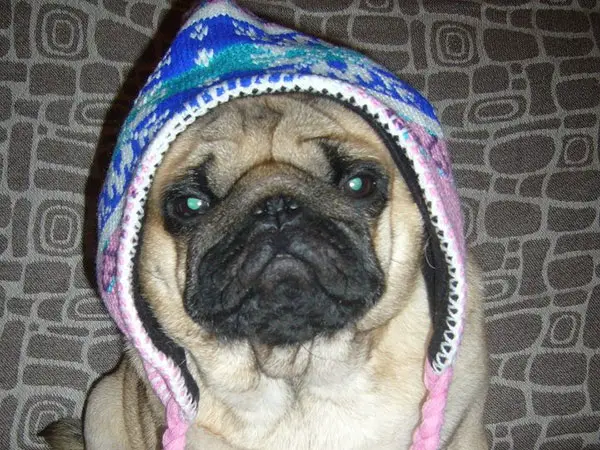 Pug Woolly