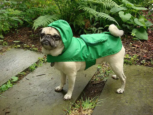 Waterproof Pug Picture