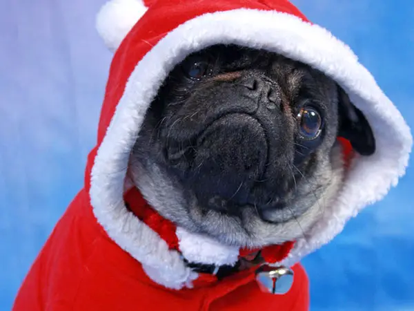 Adorable Funny Christmas Pug Quotes