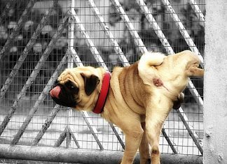 25 Funny Pug Pictures To Lighten Your Mood