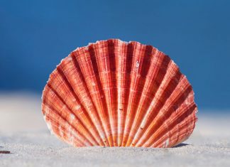 26 Memorable Seashell Pictures