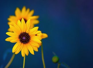 34 Cute Twitter Backgrounds You Can Use For Your Profile