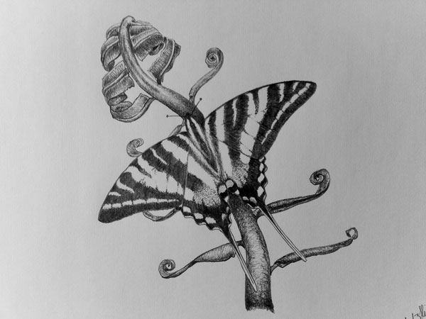 Zebra Butterfly