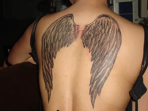 Pencilled Wings