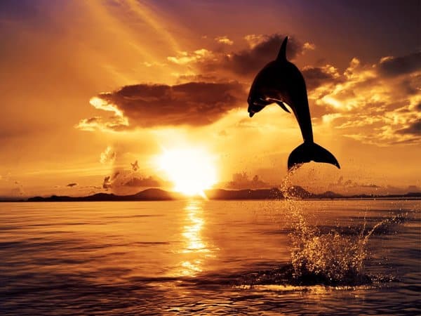 Dolphin at Sunset