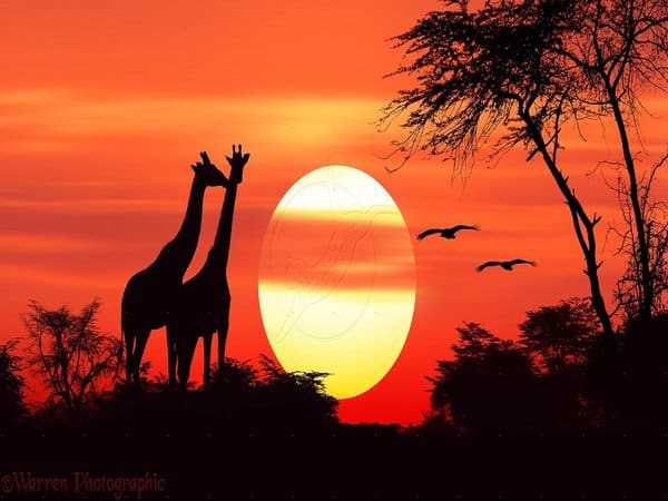 Giraffes at Sunset