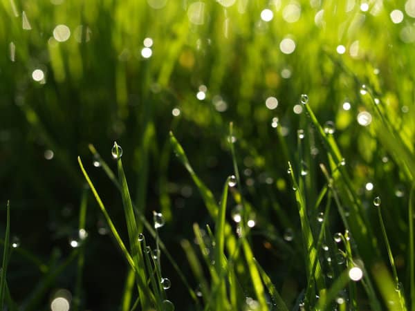 Grass in the Rain