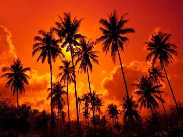 Red Sunset Palms