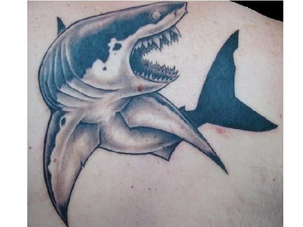 Swimming Shark with Open Mouth