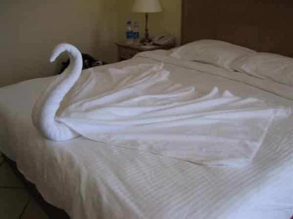 elegant-swan
