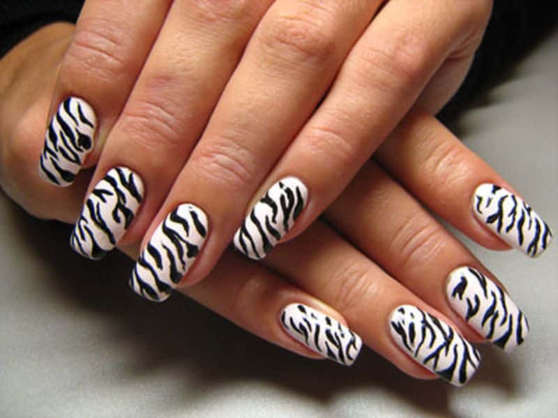 zebra