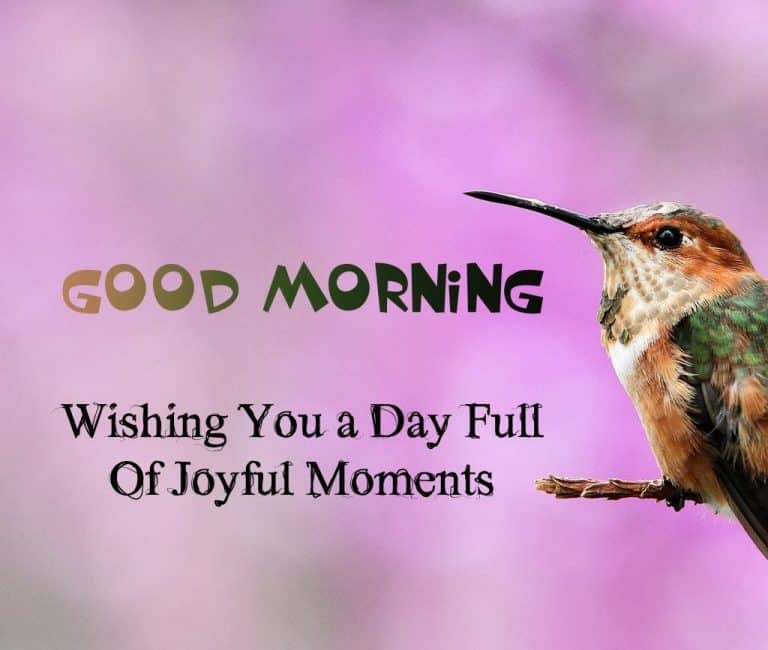 Good Morning Bird