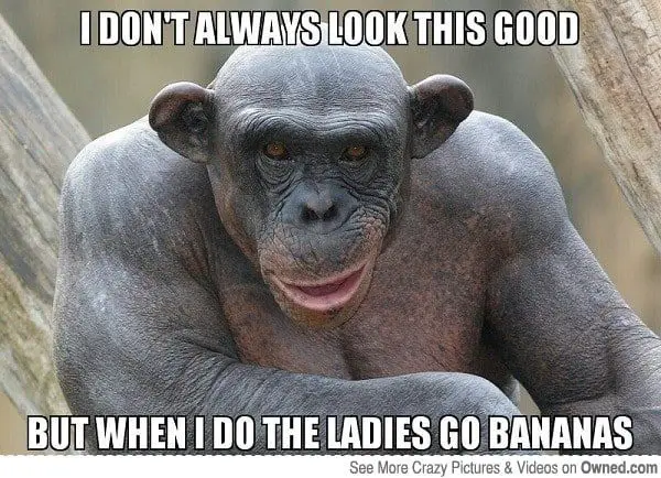 15 Funny And Adorable Monkey Memes