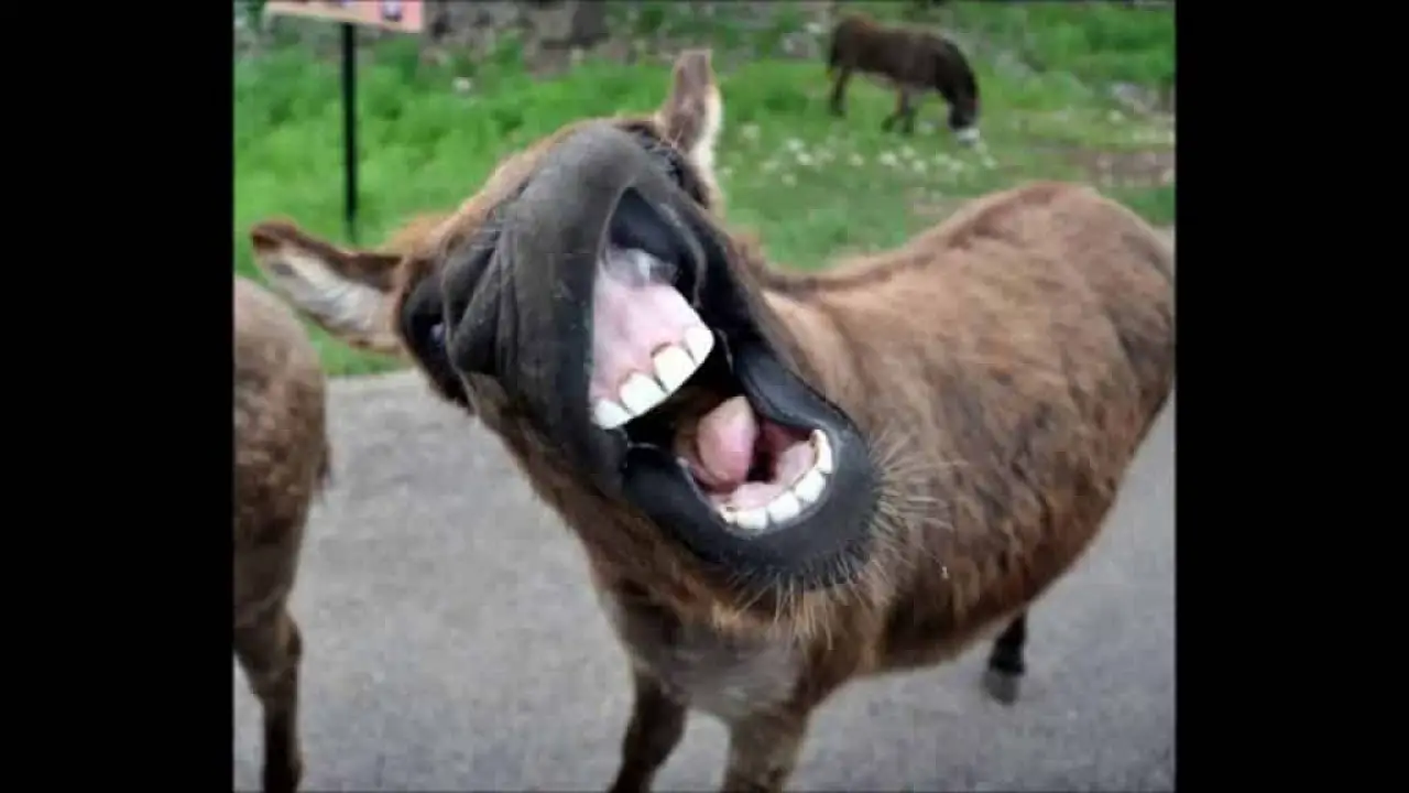 9 Hilarious Donkey Pictures You Re Bound To Love